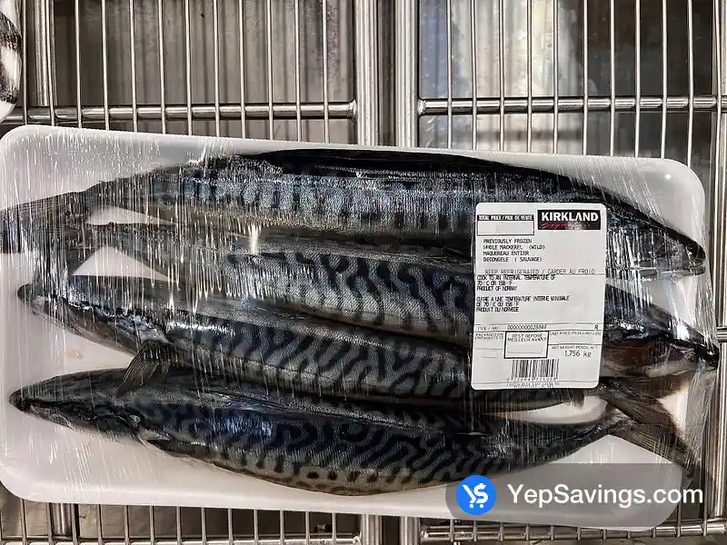 PF MACKEREL (HEAD ON) WILD